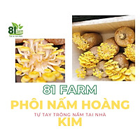 com bo 5 Phôi Nấm Hoàng Kim - Sò Vàng
