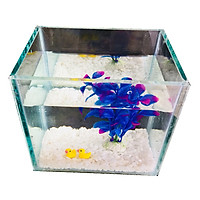 Bể cá mini để bàn 15cm