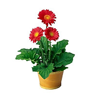 Hạt giống Hoa Đồng Tiền Nhiều Màu Bông To, Màu Sắc Rực Rỡ ( Gói 10 hạt ) - Hạt giống hoa Conve Store