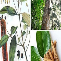 COMBO 2 BẦU CÂY QUẾ GIỐNG
