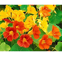 2 Gói Hạt Giống Hoa Sen Cạn (10 hạt/ gói)