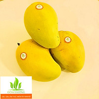 Xoài Tứ Quý - 1 kg