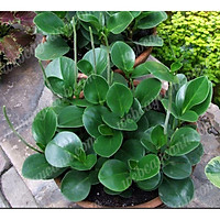 Cây Trường sinh mang nhiều may mắn và tài lộc