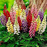 Gói 50 hạt giống đậu lupin nhiều màu