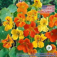 15h Hạt Giống Sen Cạn Lùn Mix Màu (C1.102| B10*V45)