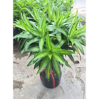 Cây trúc bách hợp