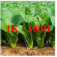 Hạt giống rau cải ngọt, gói 200 hạt, rau củ quả trồng sân thượng, ban công, thùng xốp