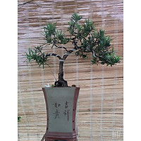Cây tùng la hán bonsai để bàn mini nhà vườn mộc