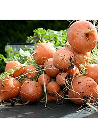 Hạt Giống Cà Rốt Tròn Rado 527