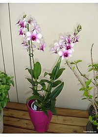product-img-6