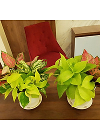 product-img-12
