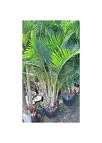 product-img-2