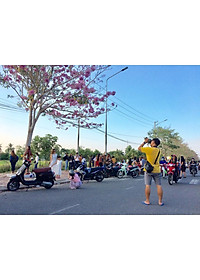 Cây Kèn Hồng - cây cảnh vườn + tặng phân bón cho cây