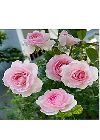 Combo 2sp đạm cá, đậu tương {  +  } Phân bón cung cấp dinh dưỡng tự nhiên cho hoa hồng, cây cảnh...