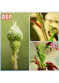 Dầu neem oil Kobi hữu cơ, nguyên chất, diệt bọ, trĩ, nhện đỏ, rệp, sâu, bảo vệ cây hoa hồng, phong lan, ép lạnh -100ml