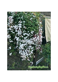 Cây nguyệt quế leo - cây cảnh vườn + tặng phân bón cho cây