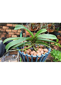 Viên đất sét nung (sỏi nhẹ leca / keramite) popper trồng xương rồng,sen đá, thủy canh, lọc nước THAILAND - 1 lít