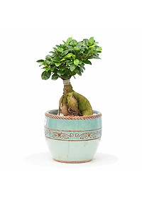 Cây Bonsai Si Nhật - cây cảnh bonsai - cây cảnh để bàn