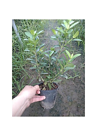 Mẫu đơn ngũ sắc - cây cảnh để bàn + tặng phân bón cho cây