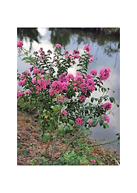 Cây hoa tường vi cao 50 cm (ảnh thật)