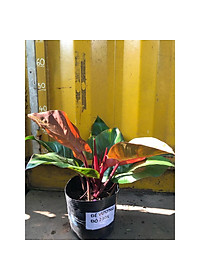 Trầu bà đế vương (đỏ) - cây cảnh để trong nhà + Tặng phân bón cho cây mau lớn