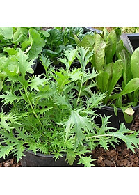 Hạt giống Cải Ngọt Đuôi Phụng 20gram