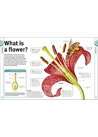 Trees, Leaves, Flowers And Seeds: A Visual Encyclopedia Of The Plant Kingdom