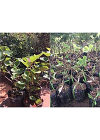 CÂY GIỐNG KIWI LEO GIÀN RUỘT VÀNG DÒNG QUẢ SỚM