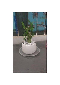 Cây Phát Tài Chậu Sứ Tròn - cây cảnh để bàn làm việc