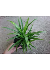 Cây lá dứa ( cây lá nếp ) - cây cảnh vườn + tặng phân bón cho cây