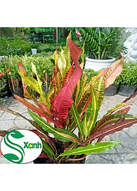 Cây lá màu gia huy - cây cảnh để trong nhà + tặng phân bón cho cây