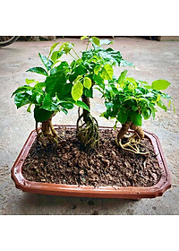 Cây hạnh phúc bonsai cao 25-30cm