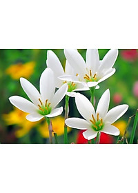 Cây huệ mưa (trắng) - cây cảnh vườn + tặng phân bón cho cây