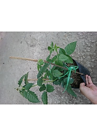 Cây phúc bồn tử ( cây mâm xôi ) - cây cảnh vườn + tặng phân bón cho cây