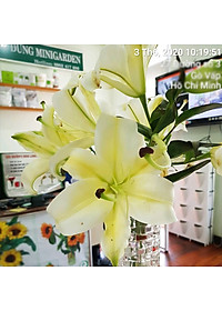 Bộ 5 hộp Chế phẩm xử lý hoa Longlife của Israel - Bảo quản hoa cắm bình tươi lâu và 14 ngày không thối nước