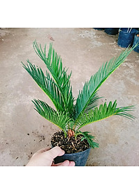 Cây Thiên Tuế - cây cảnh để bàn + tặng phân bón cho cây mau lớn