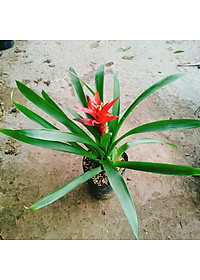 Cây phong lộc - cây cảnh để bàn + tặng phân bón cho cây