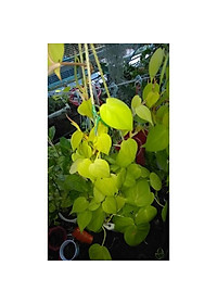 Cây Trầu Bà Tim Vàng - cây cảnh để trong nhà + tặng phân bón cho cây