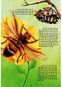 Sách Thế Giới Động Vật Kì Thú - Vườn Côn Trùng