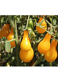 Hạt giống Cà chua Lê Vàng Thái Lan VTS138