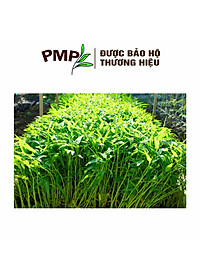 Hạt Giống Rau Muống Lá Tre PMP 10g