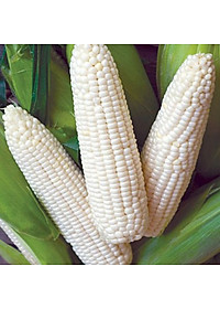 Hạt giống bắp nếp nù trắng - Ngô nếp siêu dẻo VTP127