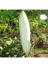 Hạt giống Mướp ngọt - Khổ qua Tây da trắng cao sản VTS183