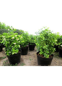 Cây Nguyệt Quế hoa thơm - cây cảnh vườn + Tặng phân bón cho cây