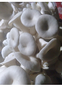 PHÔI NẤM SÒ TRẮNG