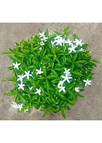 Mai Vạn Phúc - cây cảnh vườn + Tặng phân bón cho cây mau lớn