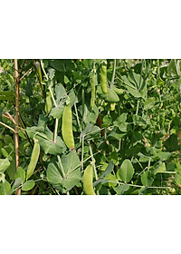 Hạt Giống Đậu Hà Lan 50 Gram Rạng Đông