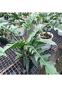 Cây trầu bà cung đàn - Cây cảnh để trong nhà + tặng phân bón cho cây