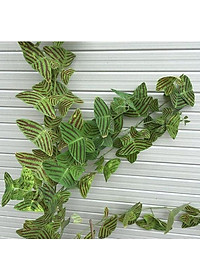 Cây Bướm Xuân - cây cảnh để bàn + tặng phân bón cho cây