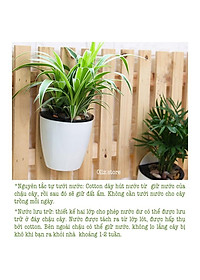 product-img-5